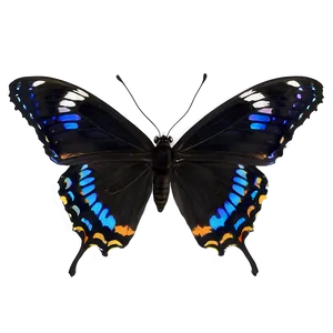 Small Black Butterfly Png 06252024 PNG Image