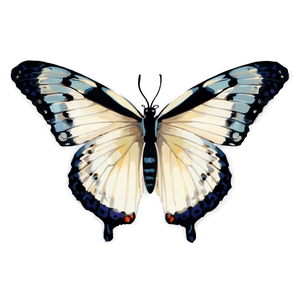 Small Butterfly PNG 05232024 PNG