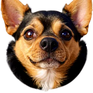 Small Dog Face Closeup Png 06252024 PNG Image