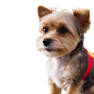 Small Dog In Costume Png Jbd25 PNG Image