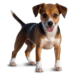 Small Dog PNG lxk94 PNG