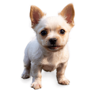 Small Dogs PNG 56 PNG image with transparent background
