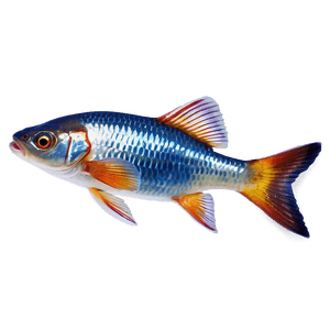 Small Fish PNG acs PNG