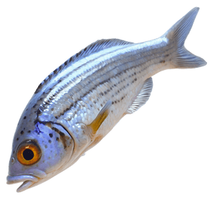 Small Fish PNG eei PNG