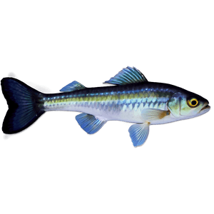 Small Fish PNG rdl PNG