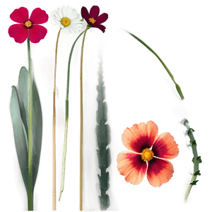 Small Flower PNG ygi PNG