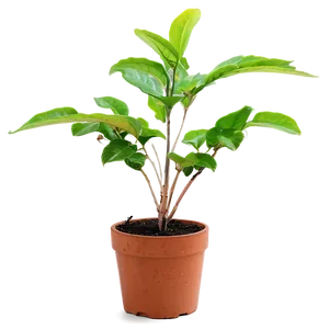 Small Plant In Natural Light Png 50 PNG Image