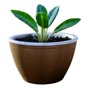 Small Plant In White Pot Png Hlp PNG Image