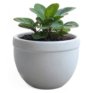 Small Plant In White Pot Png Nyx66 PNG Image