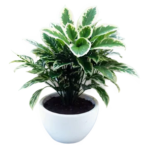 Small Plant In White Pot Png Udc PNG Image