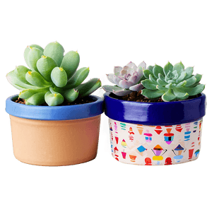 Small Potted Succulents PNG 06122024 PNG