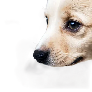 Small Puppy Nose Png 72 PNG Image