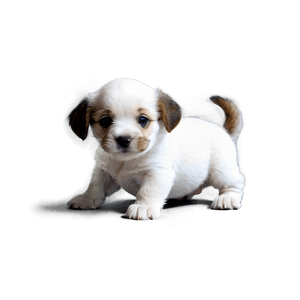 Small Puppy PNG oug PNG image with transparent background