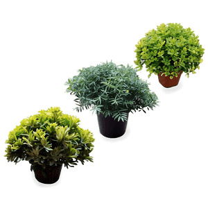 Small Shrubs PNG bnp12 PNG
