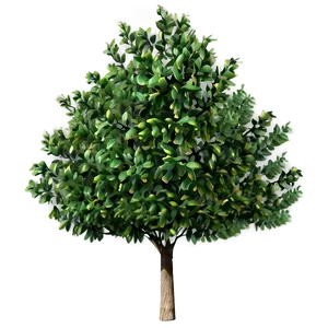 Small Tree B PNG Image