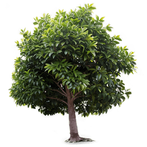 Small Tree PNG 05232024 PNG