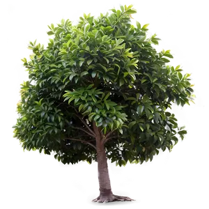 Small Tree Png 05232024 PNG Image