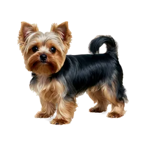 Small Yorkie Png 06242024 PNG Image