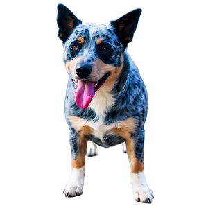 Smiling Blue Heeler Dog Png 06282024 PNG Image