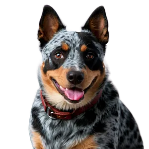 Smiling Blue Heeler Dog Png Abs21 PNG Image