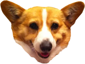 Smiling Corgi Headshot.png PNG Image