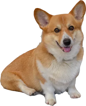 Smiling Corgi Portrait PNG Image