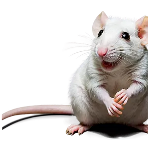 Smiling Cute Rat Png 71 PNG Image