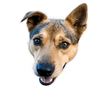 Smiling Dog Face Clipart PNG vly PNG