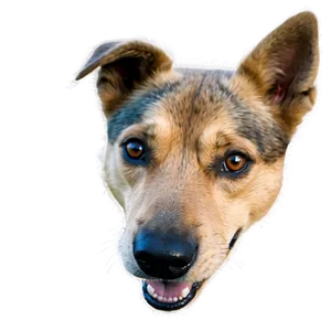 Smiling Dog Face Clipart Png Vly PNG Image