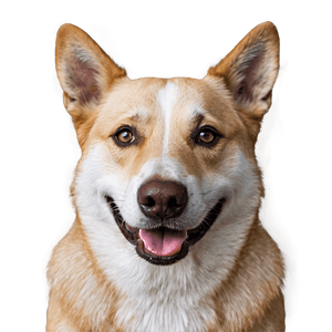 Smiling Dog Head Image PNG 06212024 PNG
