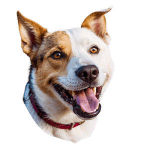 Smiling Dog Head Image PNG abj PNG