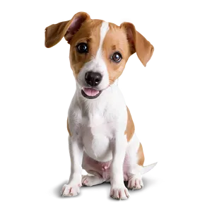 Smiling Jack Russell Png Lbp PNG Image