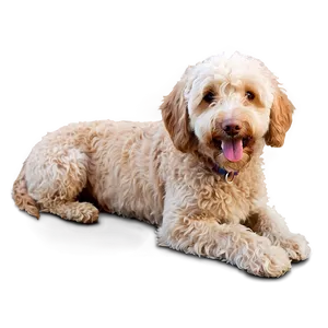 Smiling Labradoodle Dog Png Dmo94 PNG Image