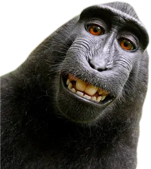 Smiling Monkey Portrait PNG Image