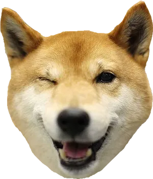 Smiling Shiba Inu Headshot PNG Image