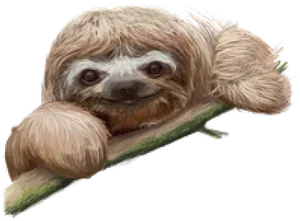 Smiling Sloth On Branch PNG Image