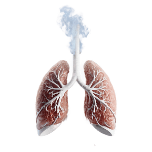 Smoker's Lungs Image PNG hjd83 PNG image with transparent background