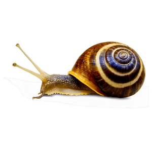 Snail Illustration PNG 17 PNG
