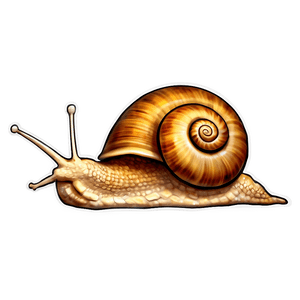 Snail Illustration PNG 31 PNG