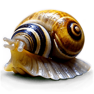 Snail Shell PNG 05232024 PNG