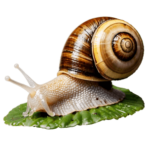 Snail Shell PNG 26 PNG