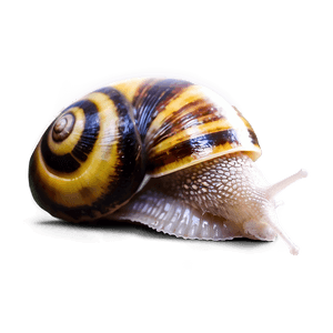 Snail Shell PNG 79 PNG