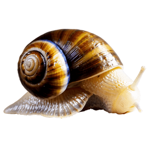 Snail Shell PNG qlh34 PNG