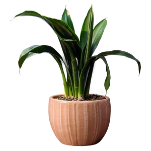 Snake Plant In Ceramic Pot Png Aqw PNG Image