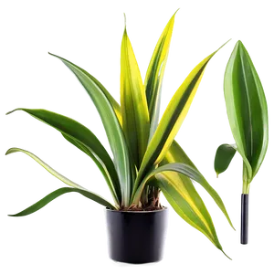 Snake Plant In Glass Pot Png Ahw PNG Image