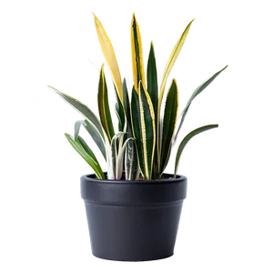 Snake Plant In Natural Light Png 06122024 PNG Image