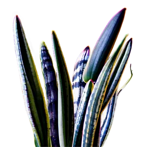 Snake Plant In Natural Light Png Lrn PNG Image