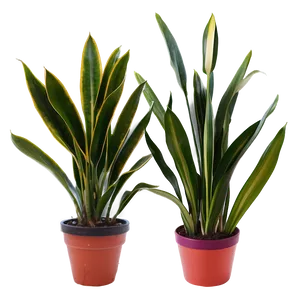 Snake Plant In Office Png Nkt PNG Image