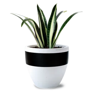 Snake Plant In Pot Png 06122024 PNG Image