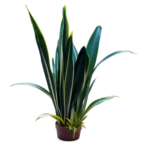 Snake Plant Leaves Png Rdb46 PNG Image